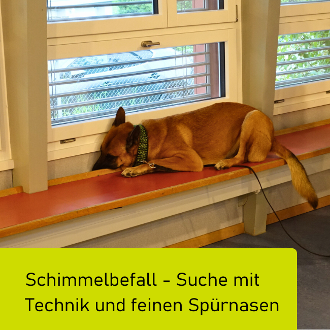 Schimmelbefall - Suche mit Technik und feinen Spürnasen