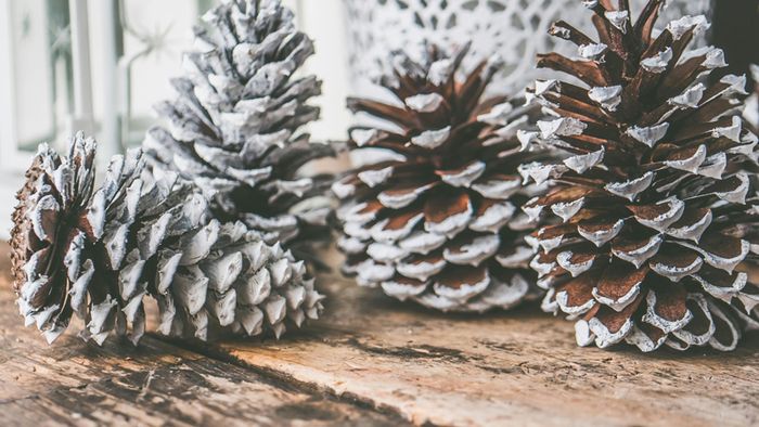 Adventsgrüsse und Weihnachtsspende