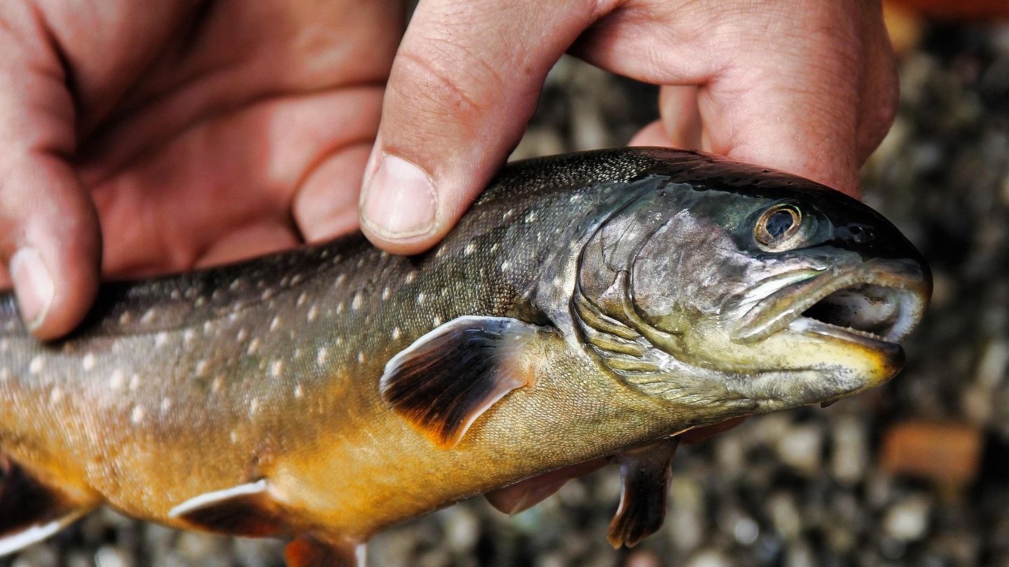 Schweizer Wildfisch: Neues G&uuml;tesiegel f&uuml;r Fisch aus Schweizer Seen