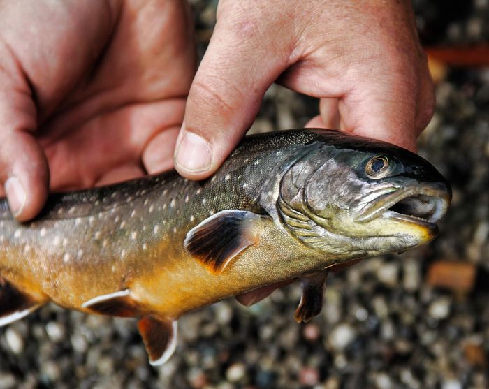 Schweizer Wildfisch: Neues G&uuml;tesiegel f&uuml;r Fisch aus Schweizer Seen