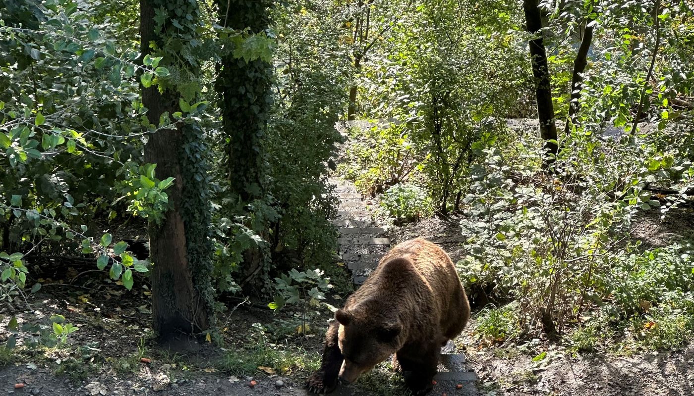 Gipfel, Teamgeist und Taktik
